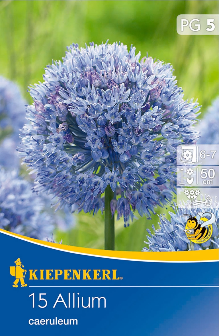 Blauer Zierlauch